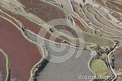 YuanYang rice terraces in Yunnan, China, one of the latest UNESCO World Heritage Sites Editorial Stock Photo