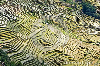 Yuanyang Rice Terraces, Yunnan - China Stock Photo