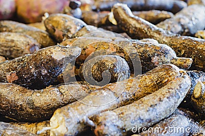 Yuca, Manihot esculenta, commonly called yucca, aipim, cassava, guacamota, casabe or casava, is a perennial shrub of the Stock Photo