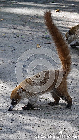 Coati Mexican raccoon brown fury animal long nose and tail sniffing at the ground Stock Photo