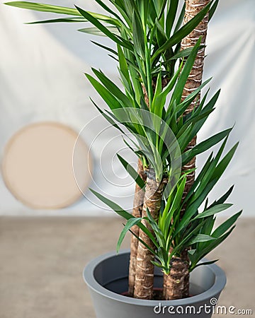 Yucca Asparagaceae Agavoideae plant Stock Photo