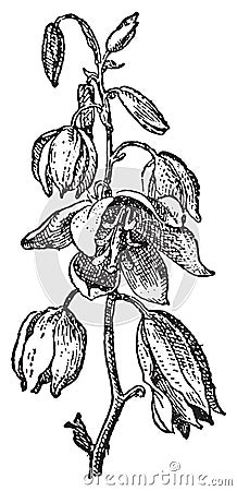 Yucca baccata or Datil yucca, vintage engraving Vector Illustration