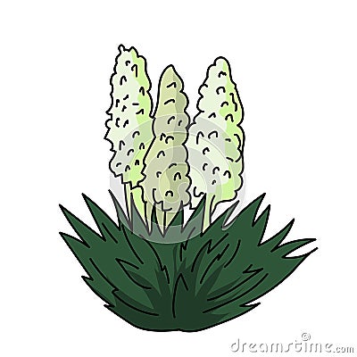 Yucca blossom illustration vector isolated Vector Illustration