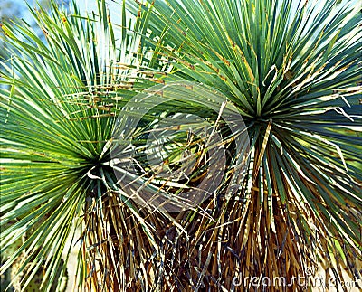 Yucca Cactus Stock Photo