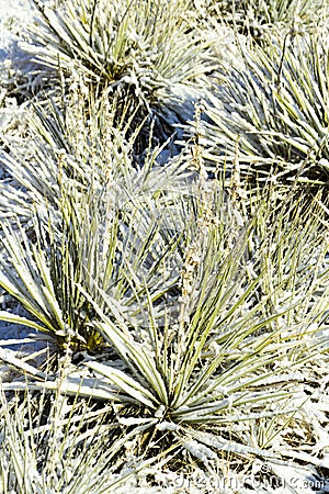 Yucca cactus Stock Photo