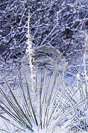 Yucca cactus Stock Photo