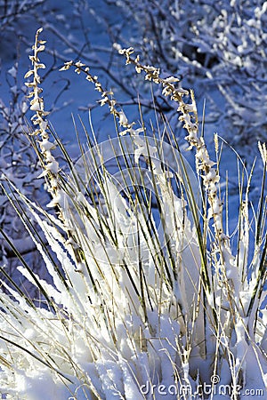 Yucca cactus Stock Photo