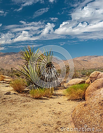 Yucca Cactus Stock Photo