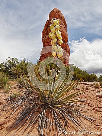 Yucca cactus flower Stock Photo