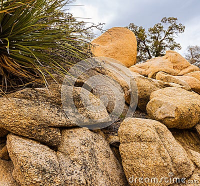 Yucca Cactus on Monzogranite Rock Formations Stock Photo