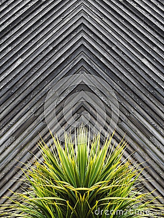 Yucca or cactus plant abstract with diagonal planks of wood in t Stock Photo