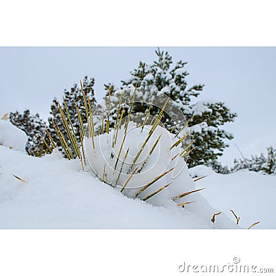 Yucca cactus succulent hidden pincushion Stock Photo