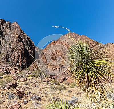 Yucca Cactus and Surrounding Canyon Walls Stock Photo