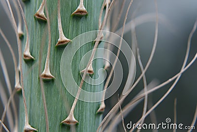 Yucca Flower Spike Stem Stock Photo