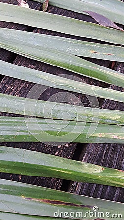 Yucca leaves spikes grass green nature natural wet Stock Photo