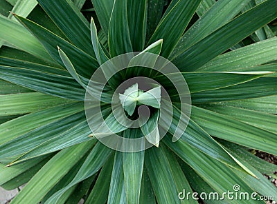 Yucca plant Stock Photo