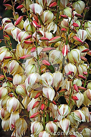 Yucca plant flowers Stock Photo