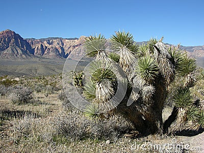 Yucca plant in the foreground and part of Red Rock Canyon, Nevada Stock Photo