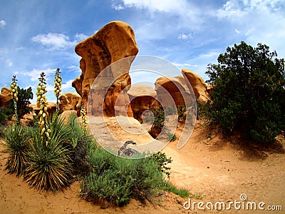 Yucca plant and hoodoos on sandstone desert landscape in Escalante, Utah Stock Photo