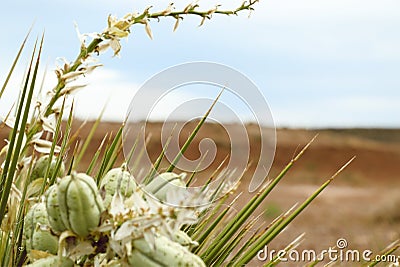 Yucca plant left side frame with blurry background Stock Photo