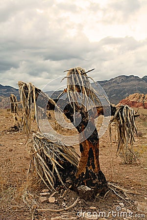 Yucca Scarecrow Editorial Stock Photo