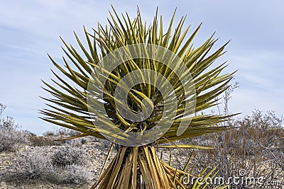 Yucca schidigera Mojave yucca in desert Stock Photo