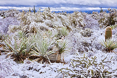 Yucca Stock Photo