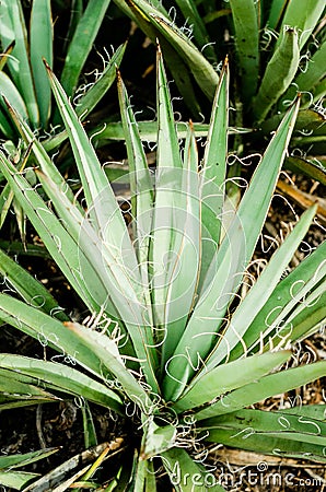 Yucca spines looking down Stock Photo