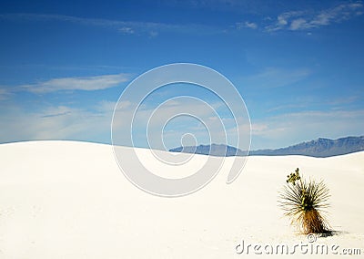 A Yucca in White Sands Stock Photo