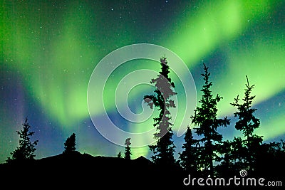 Yukon taiga spruce Northern Lights Aurora borealis Stock Photo