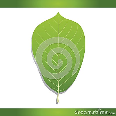 Yulan magnolia leaf. Vector illustration decorative design Vector Illustration