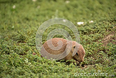 Yum Yum Yum Prairie Dog Snacking on Weeds Stock Photo