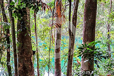 Yungaburra forest in Queenslad, Australia Stock Photo