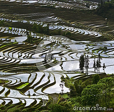 Yunnan rice-paddy terracing Stock Photo