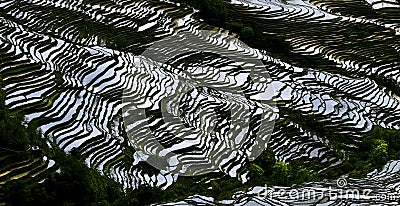 Yunnan rice-paddy terracing Stock Photo