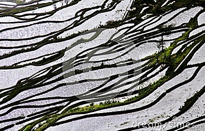 Yunnan rice-paddy terracing Stock Photo