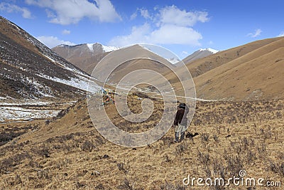 Tibetan shepherd in SiChuan using a slingshot to gather its yaks Editorial Stock Photo
