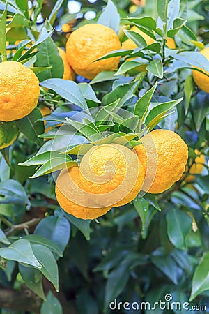 Yuzu: Citrus junos Stock Photo