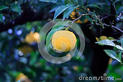 Yuzu fruits in the rain Stock Photo