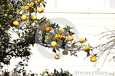 Yuzu fruits Stock Photo