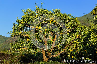 Yuzu fruits on the tree Stock Photo