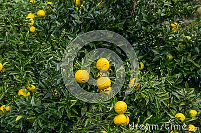 Yuzu on the tree Stock Photo