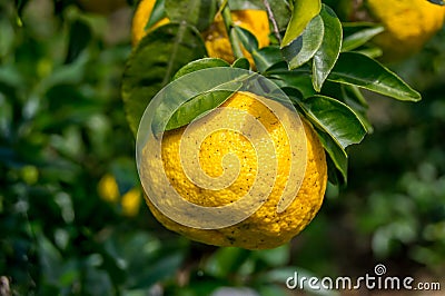 Yuzu on the tree Stock Photo