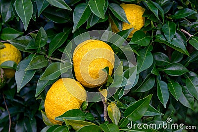 Yuzu on the tree Stock Photo