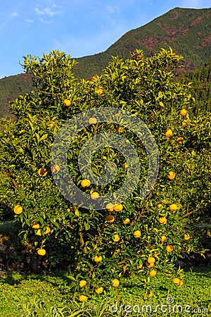 Yuzu tree at Kitoh Tokushima Stock Photo