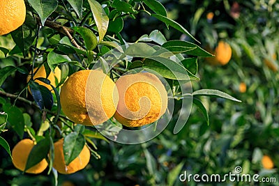 Yuzu on the tree at Kitoh Tokushima Stock Photo