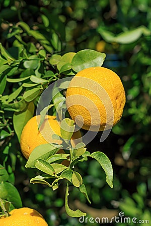 Yuzu on the tree Stock Photo