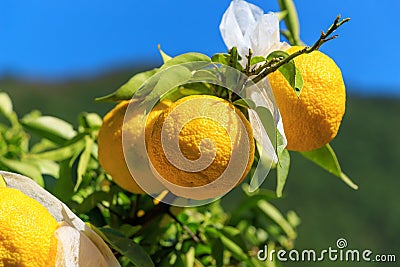 Yuzu on the tree Stock Photo