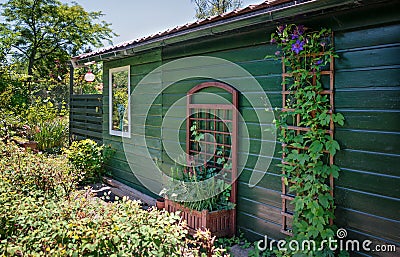 Garden shed decorated with a purple clematis Editorial Stock Photo