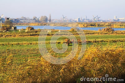 View over rural landscape with crop field, river and sheep on windmills and skyline of dutch city Editorial Stock Photo